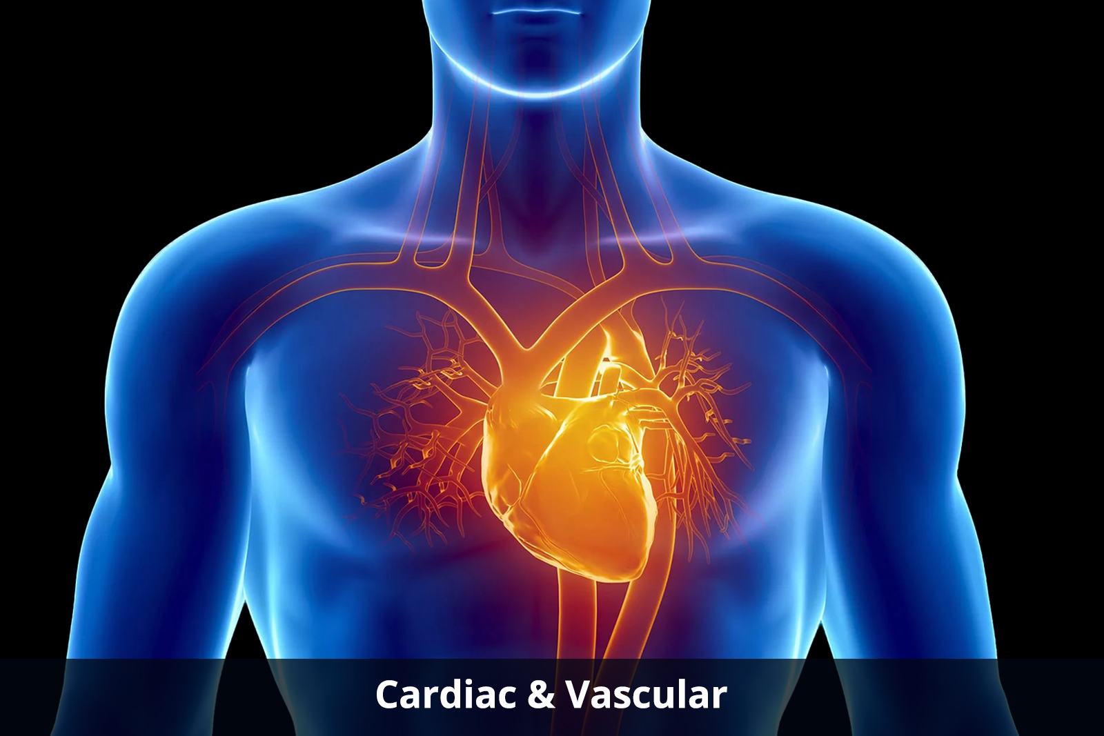 cardiac-and-vascular-about